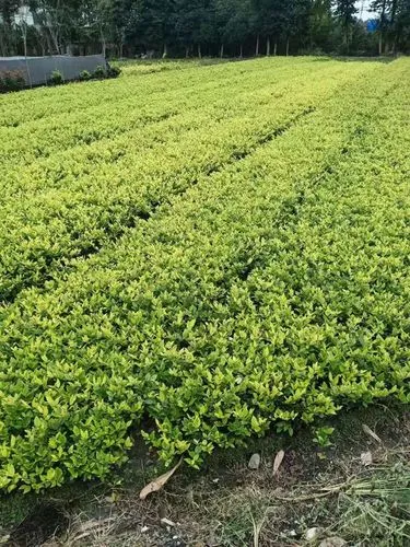 濮阳县剑桥城二期绿化工程