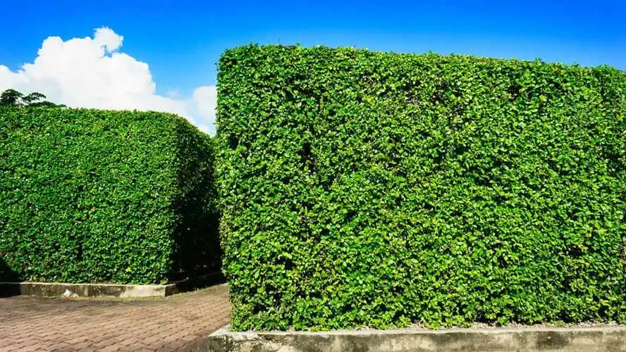 好City ｜网友支招长春市：建设花园城市，以四季生态景观彰显春城气质